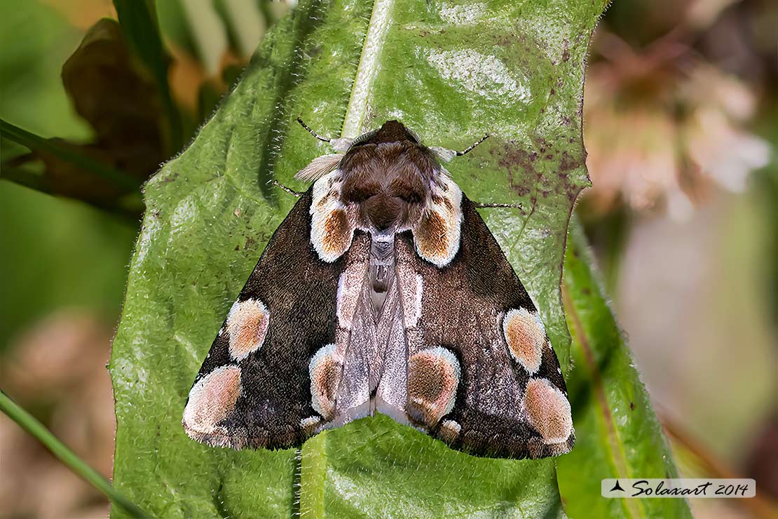 Thyatira batis; Peach blossom