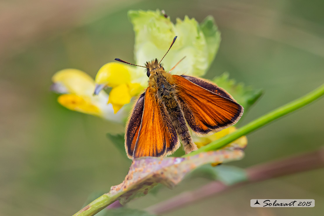 Thymelicus lineola - Esperia lineola maggiore - Essex Skipper