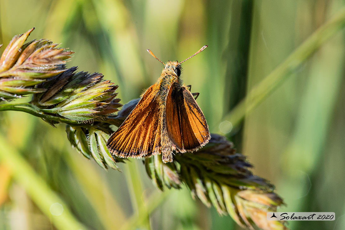 Thymelicus lineola - Esperia lineola maggiore - Essex Skipper