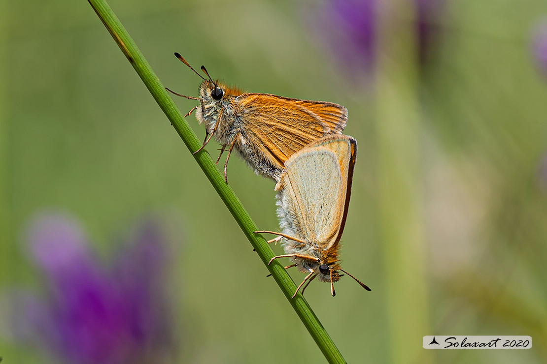 Thymelicus sylvestris - Atteone lineato maggiore - Small Skipper