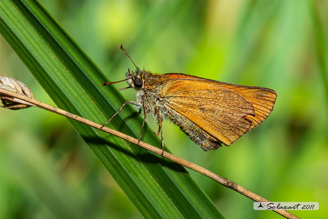 Thymelicus sylvestris - Atteone lineato maggiore - Small Skipper
