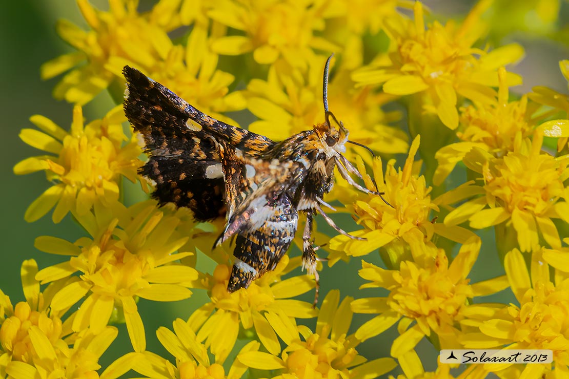 Thyris fenestrella  - falena pigmeo - Pygmy (Moth)