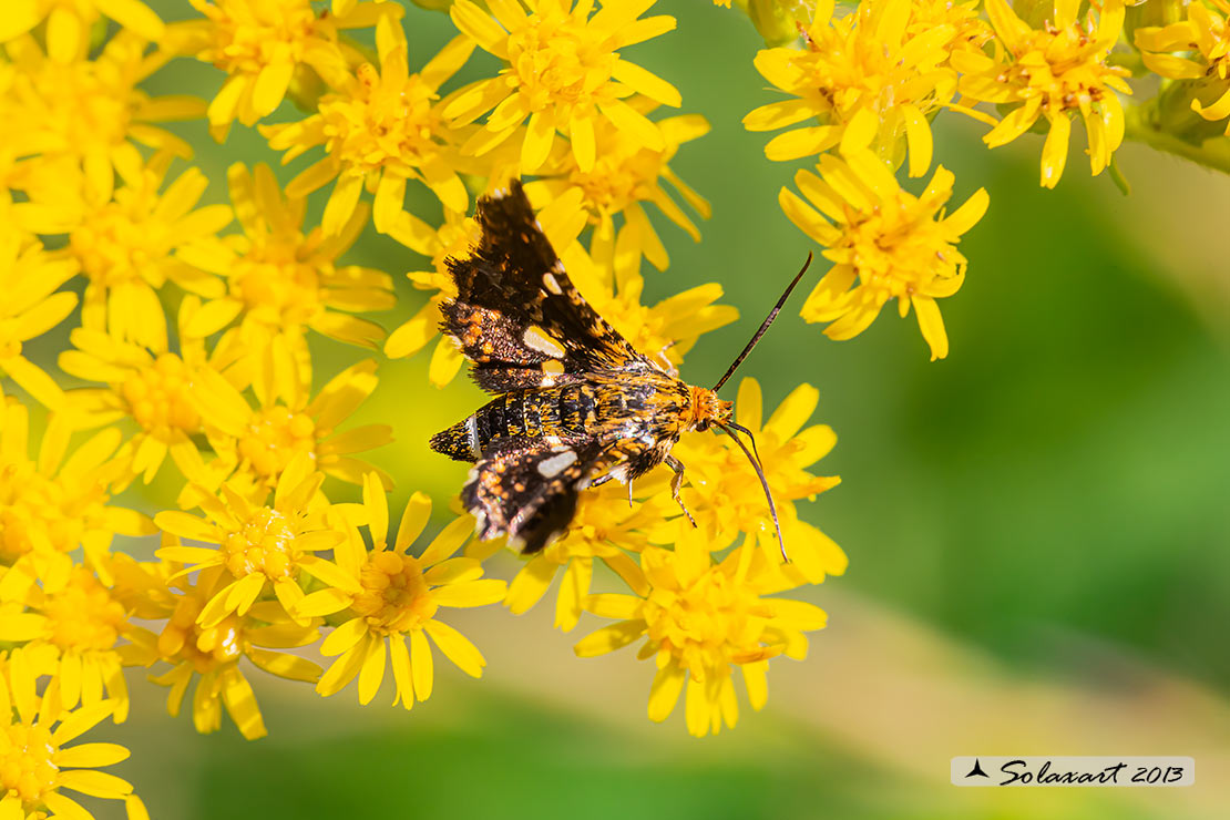 Thyris fenestrella  - falena pigmeo - Pygmy (Moth)