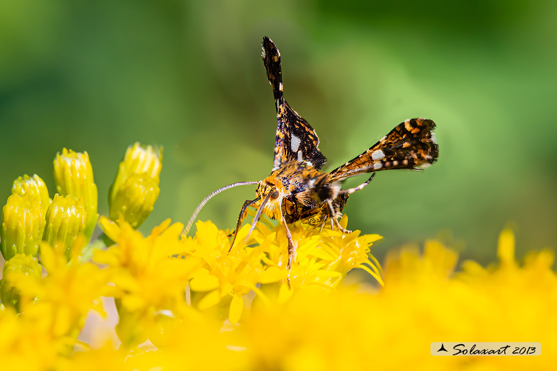 Thyris fenestrella  - falena pigmeo - Pygmy (Moth)