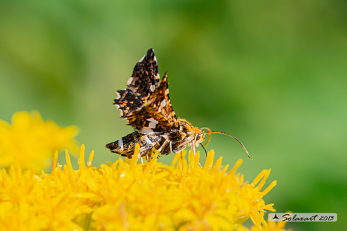 Thyris fenestrella  - falena pigmeo - Pygmy (Moth)