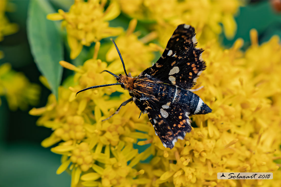 Thyris fenestrella  - falena pigmeo - Pygmy (Moth)