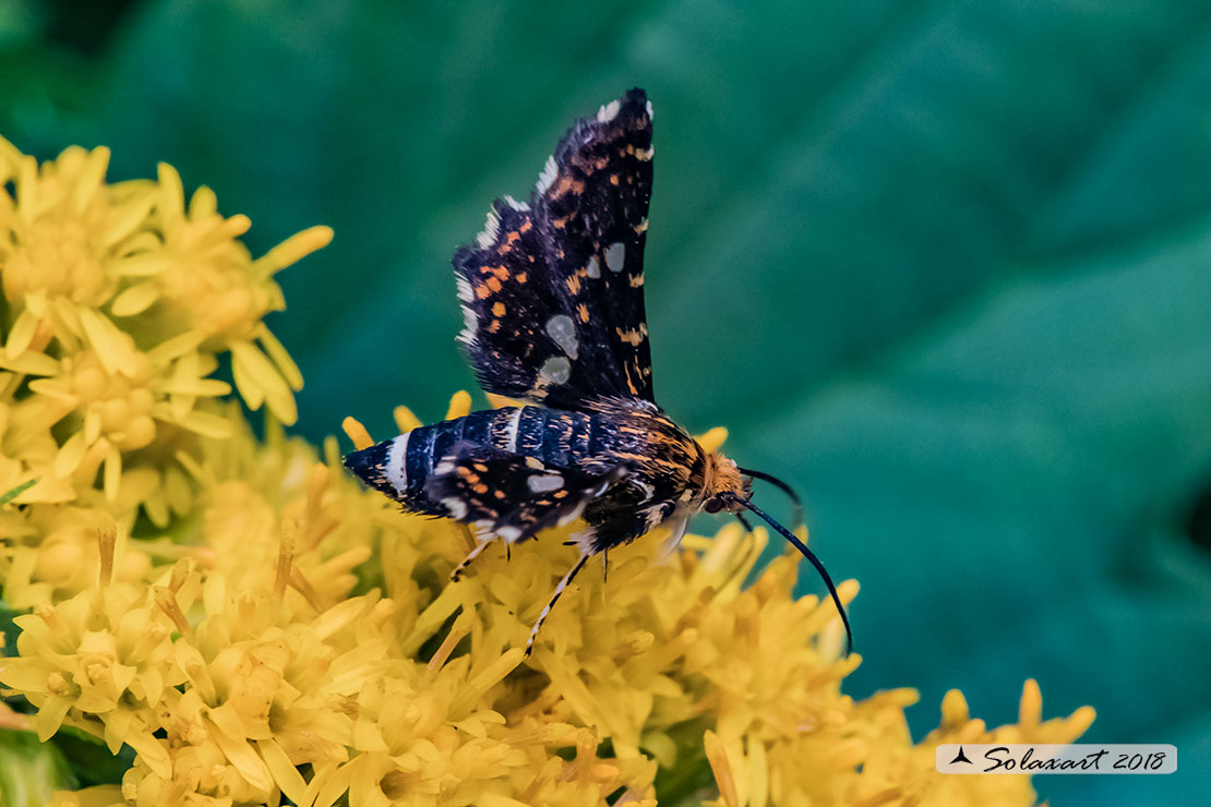 Thyris fenestrella  - falena pigmeo - Pygmy (Moth)