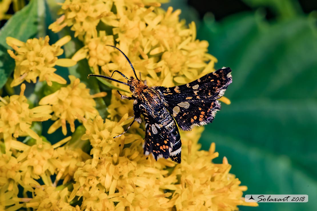 Thyris fenestrella  - falena pigmeo - Pygmy (Moth)