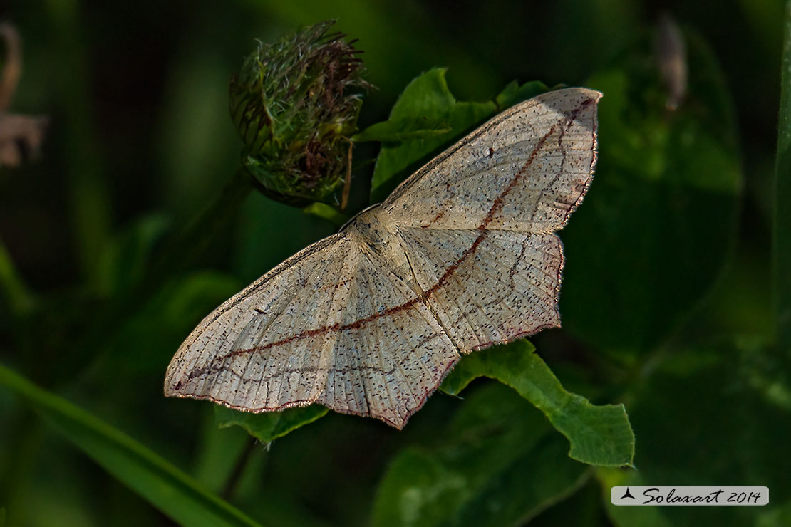 Timandra comae :  Blood-vein