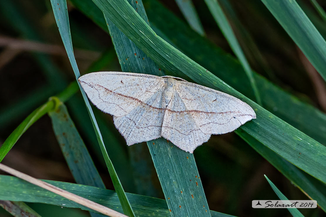 Timandra comae :  Blood-vein