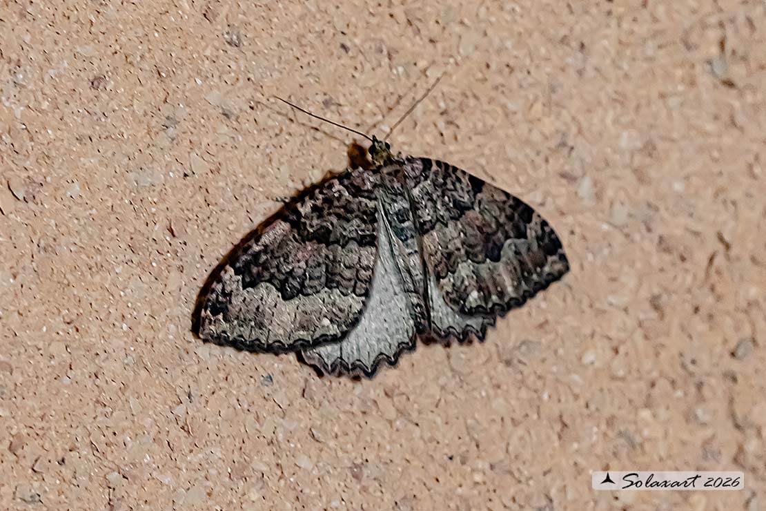 Triphosa dubitata :  The tissue
