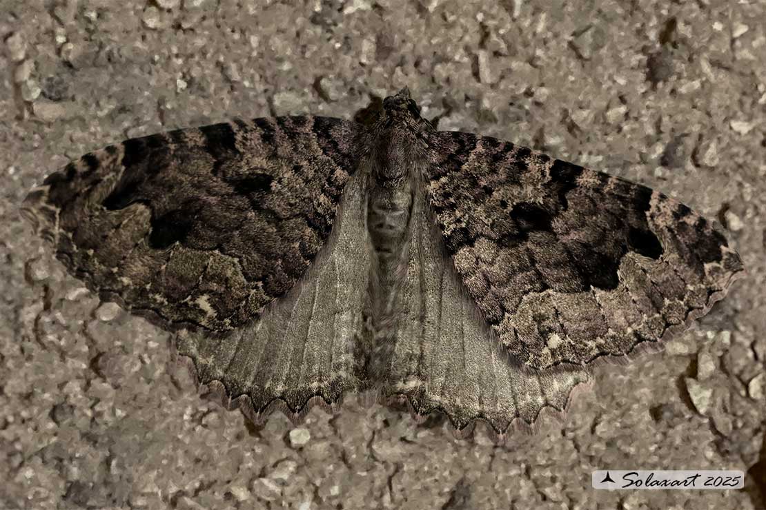 Triphosa dubitata :  The tissue