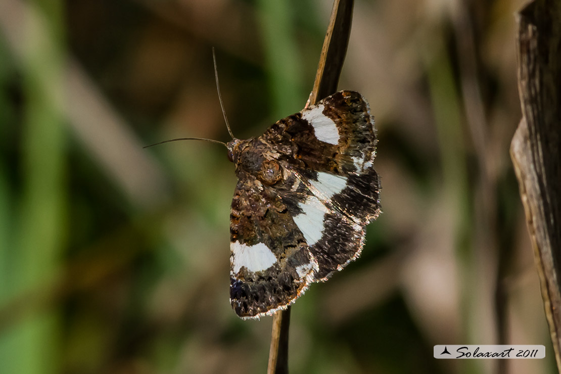 Tyta luctuosa; Four-spotted moth