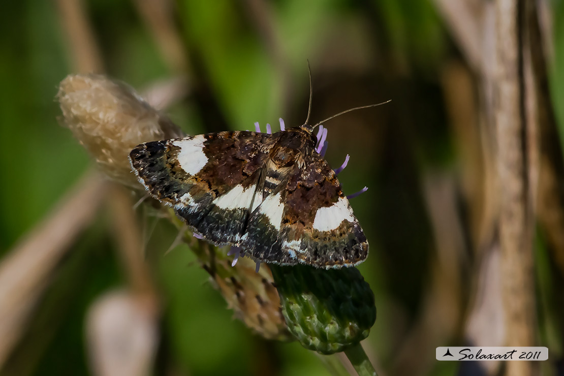 Tyta luctuosa; Four-spotted moth
