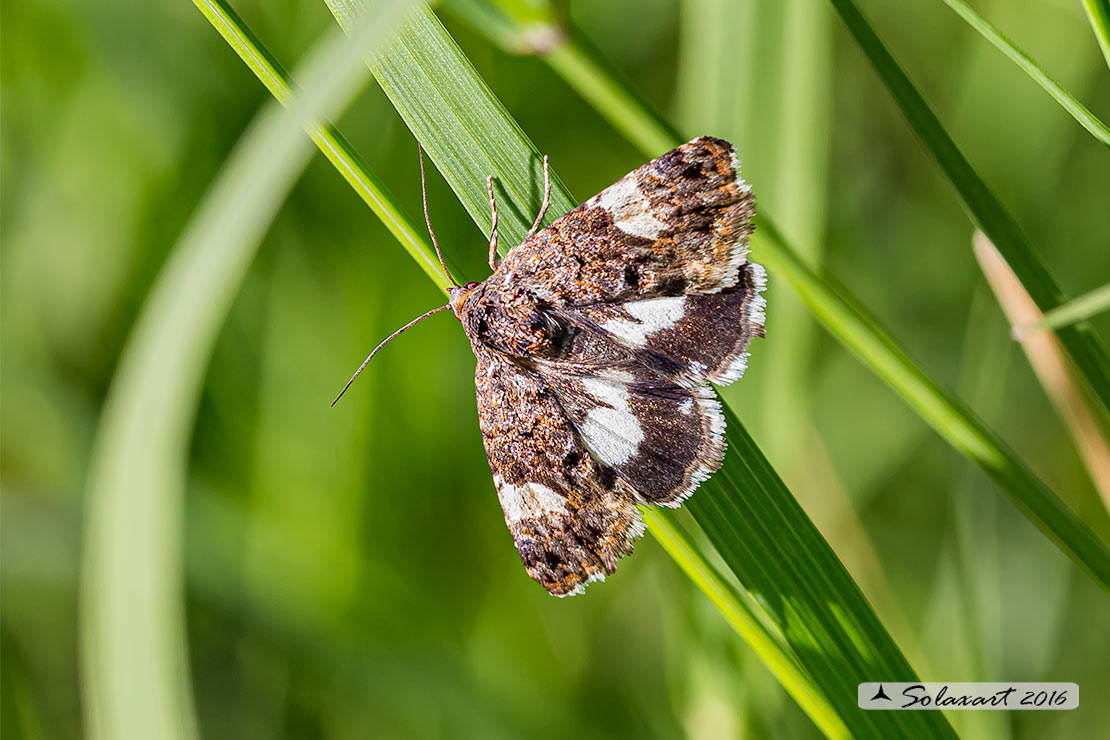 Tyta luctuosa; Four-spotted moth