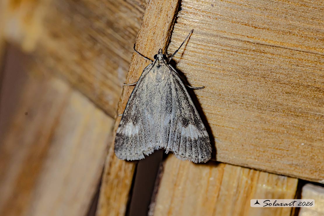 Udea hamalis