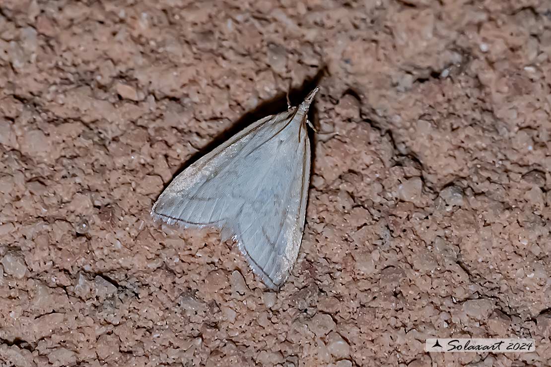Udea lutealis