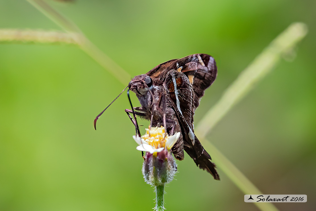 Urbanus proteus domingo  - Long-tailed skipper