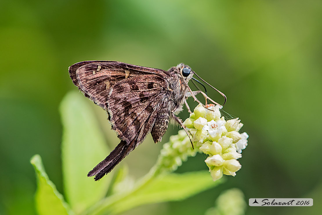 Urbanus proteus domingo  - Long-tailed skipper