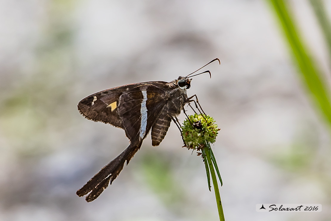 Urbanus proteus domingo  - Long-tailed skipper