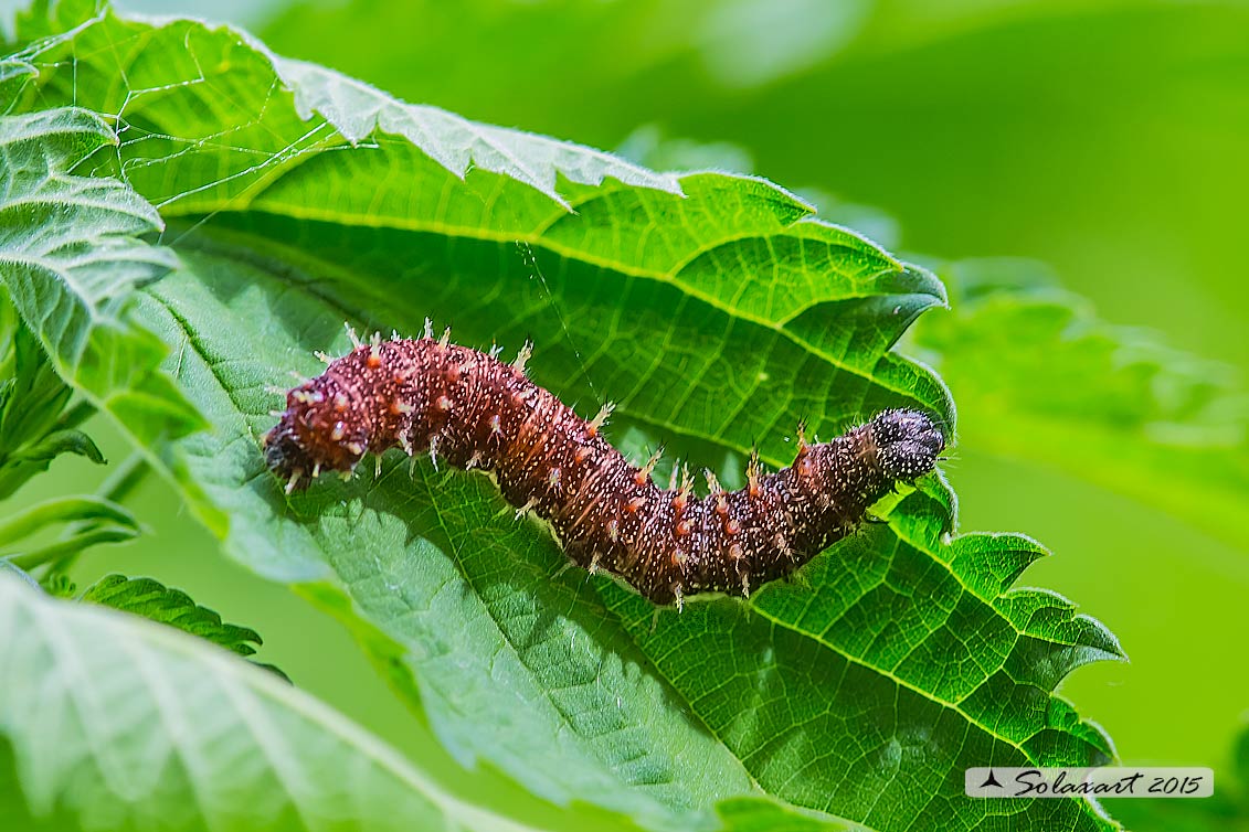 Vanessa atalanta: Vanessa vulcano (bruco) ;  Red Admiral (caterpillar)