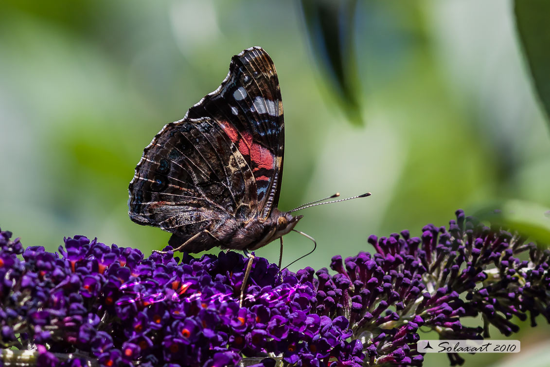 Vanessa atalanta