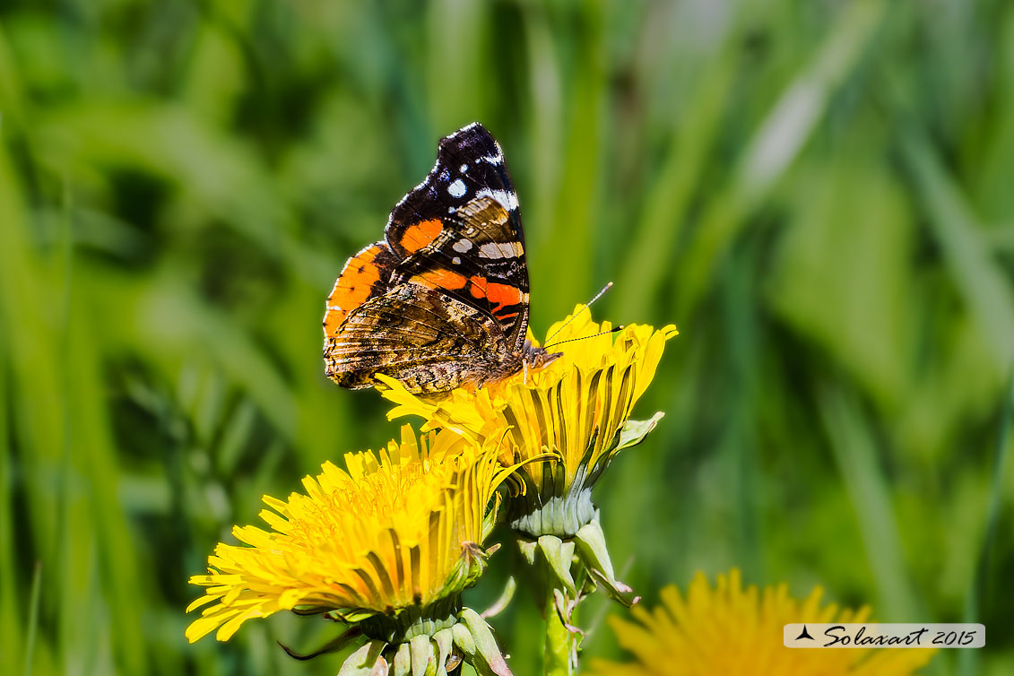 Vanessa atalanta: Vanessa vulcano (femmina); Red Admiral (female)