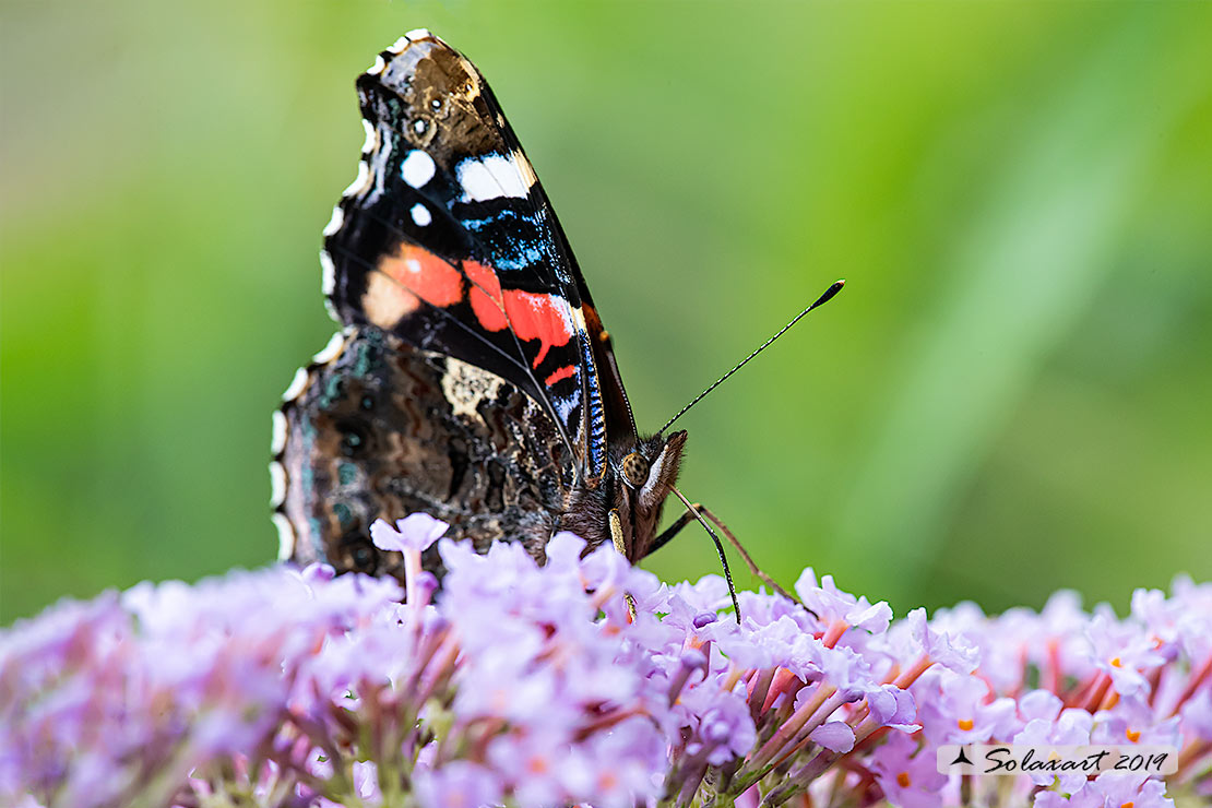 Vanessa atalanta