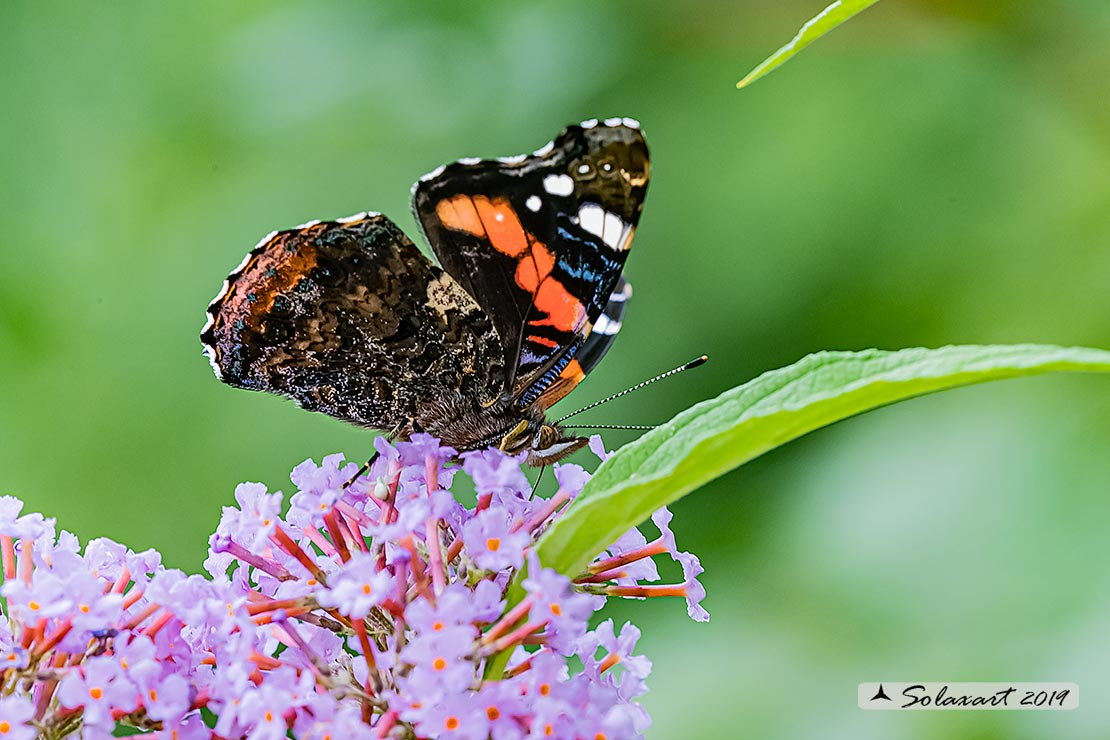 Vanessa atalanta