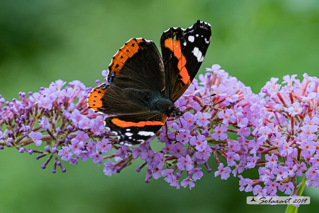 Vanessa atalanta