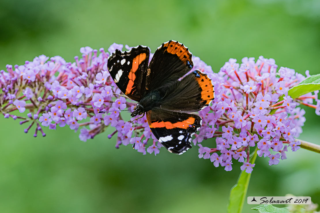 Vanessa atalanta