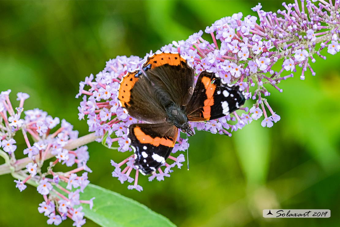 Vanessa atalanta