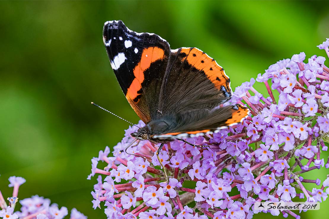 Vanessa atalanta