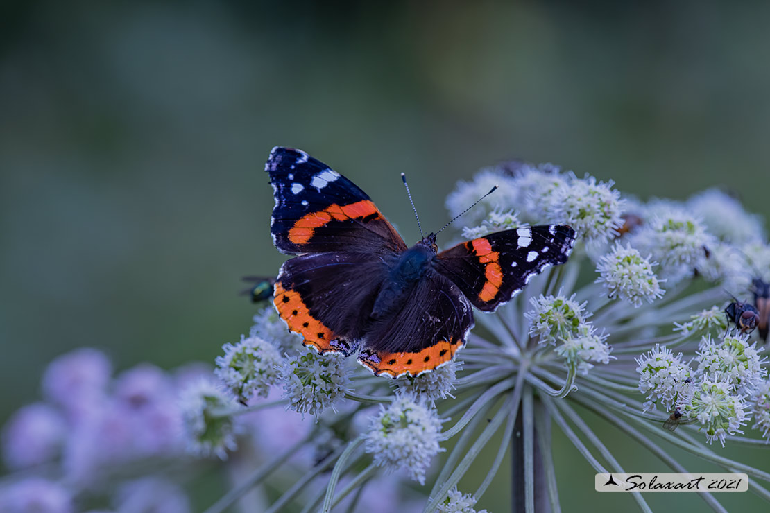 Vanessa atalanta