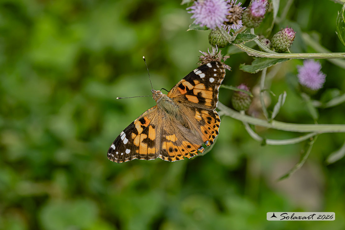 Vanessa cardui: Vanessa del Cardo (maschio); Painted Lady (male)