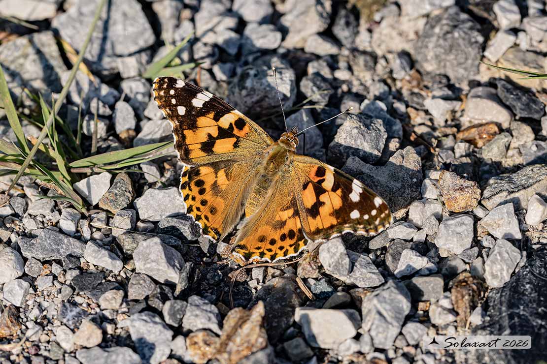 Vanessa cardui: Vanessa del Cardo (maschio); Painted Lady (male)