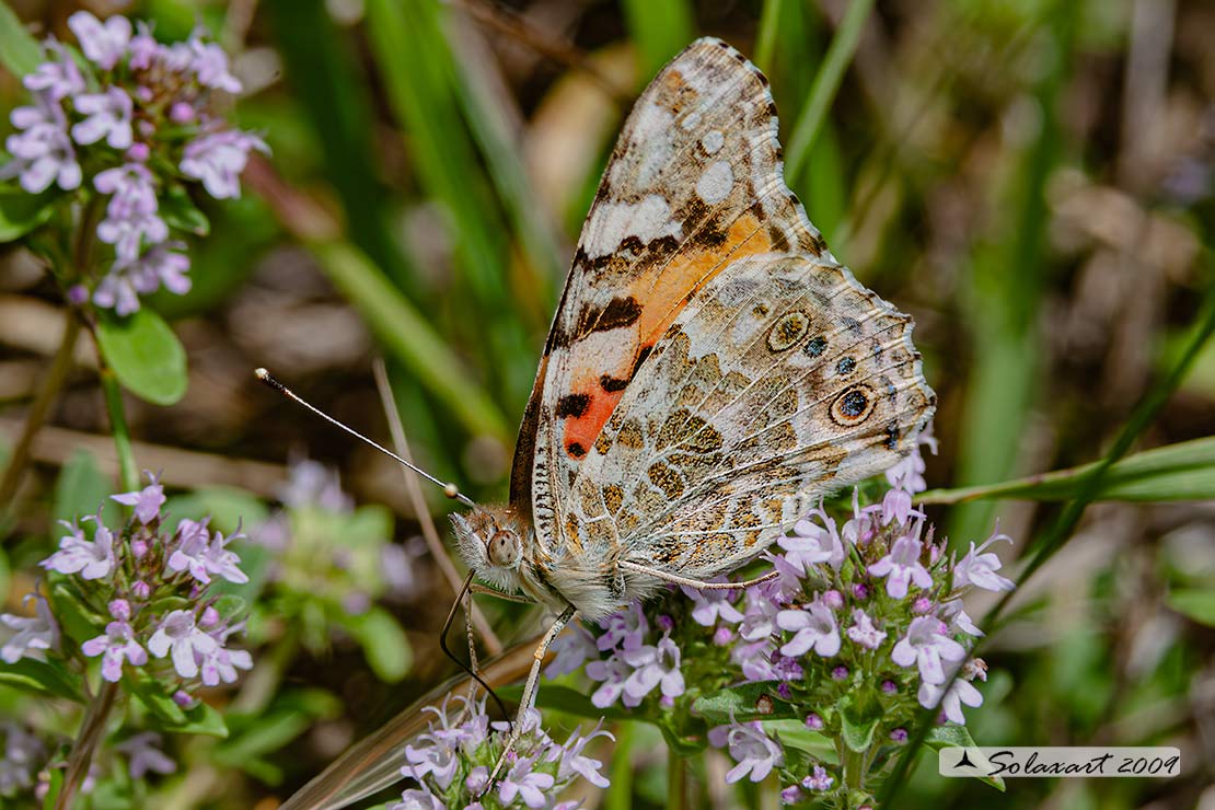 Vanessa cardui - Vanessa del Cardo - Painted Lady