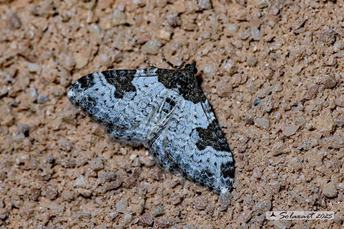 Xanthorhoe fluctuata :  Garden carpet