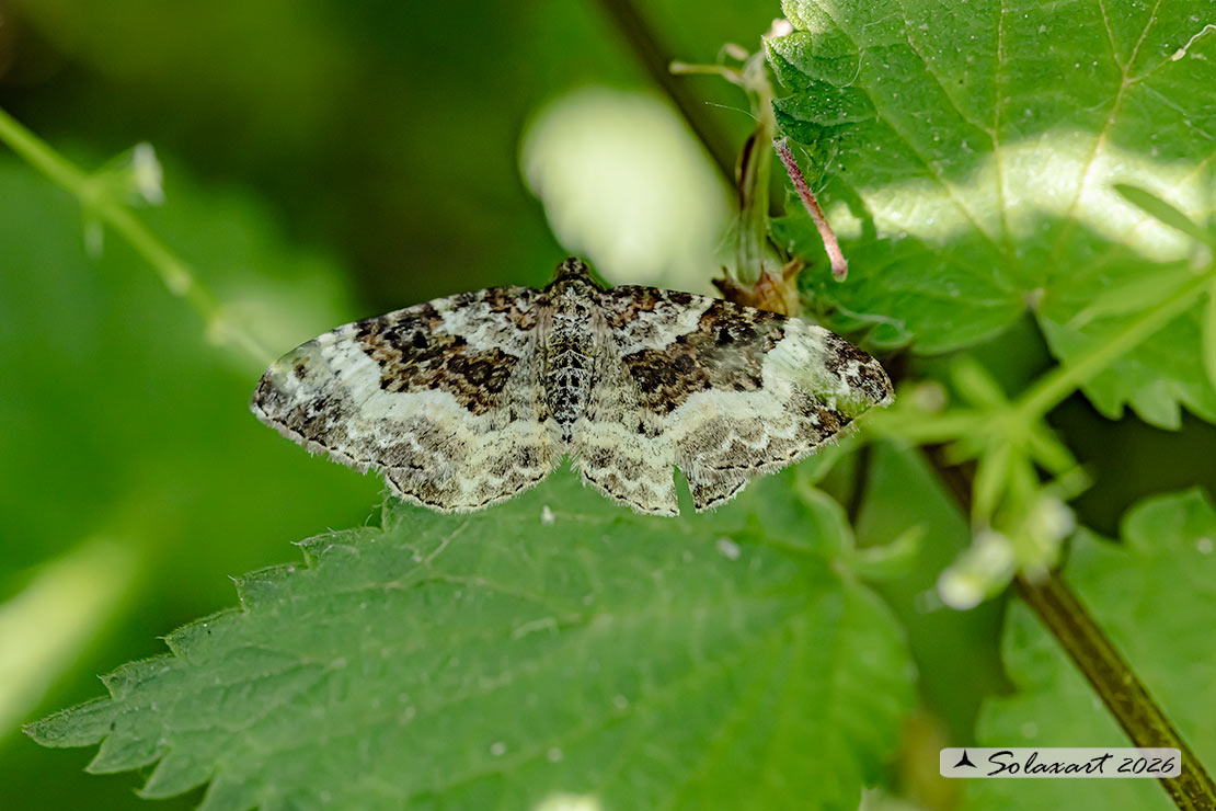 Xanthorhoe montanata :  Silver-ground carpet