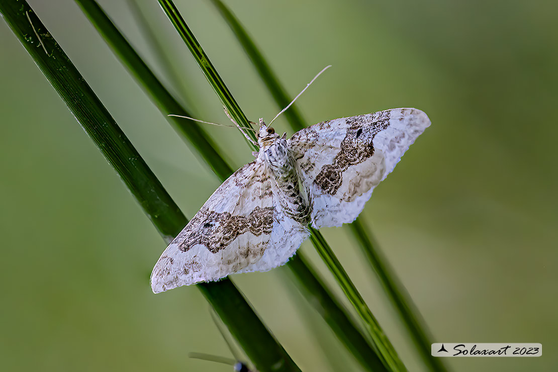 Xanthorhoe montanata :  Silver-ground carpet