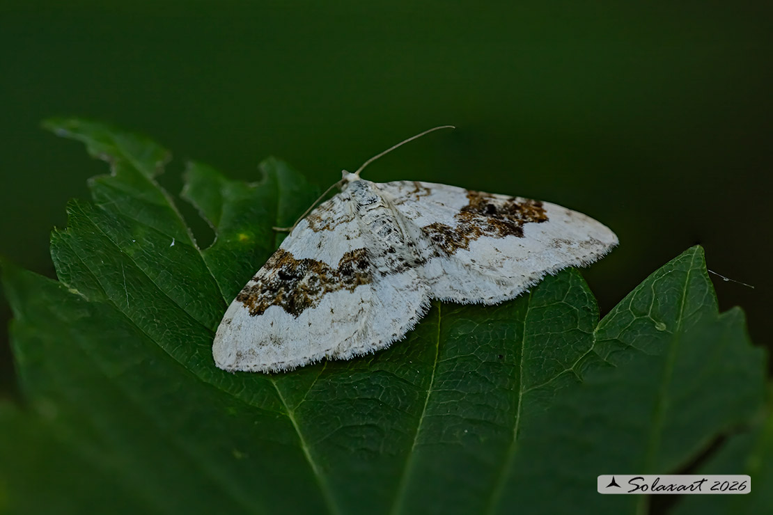 Xanthorhoe montanata : Silver-ground carpet