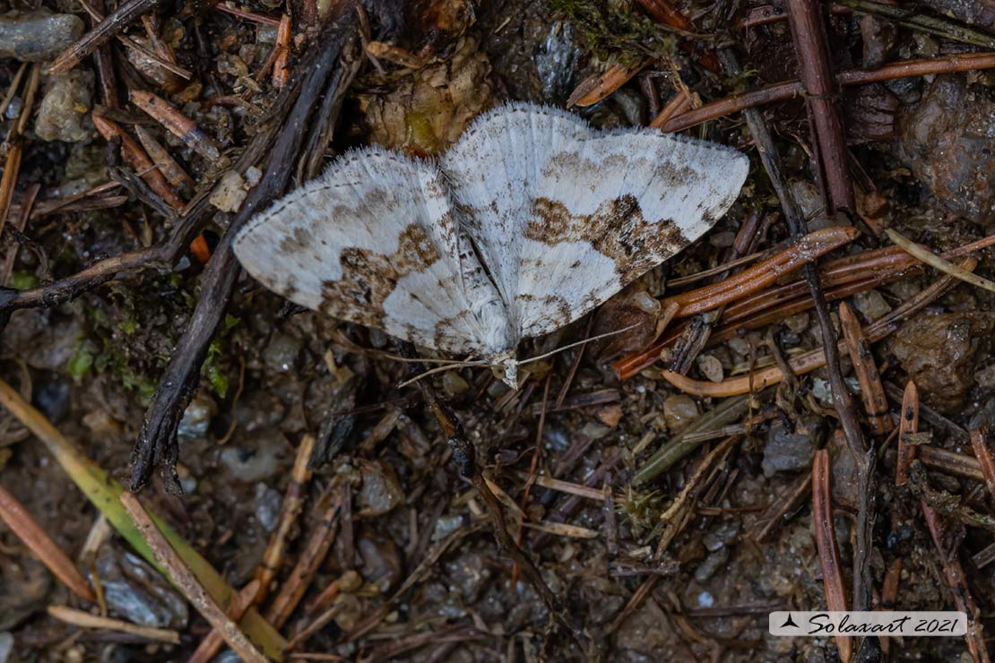 Xanthorhoe montanata :  Silver-ground carpet