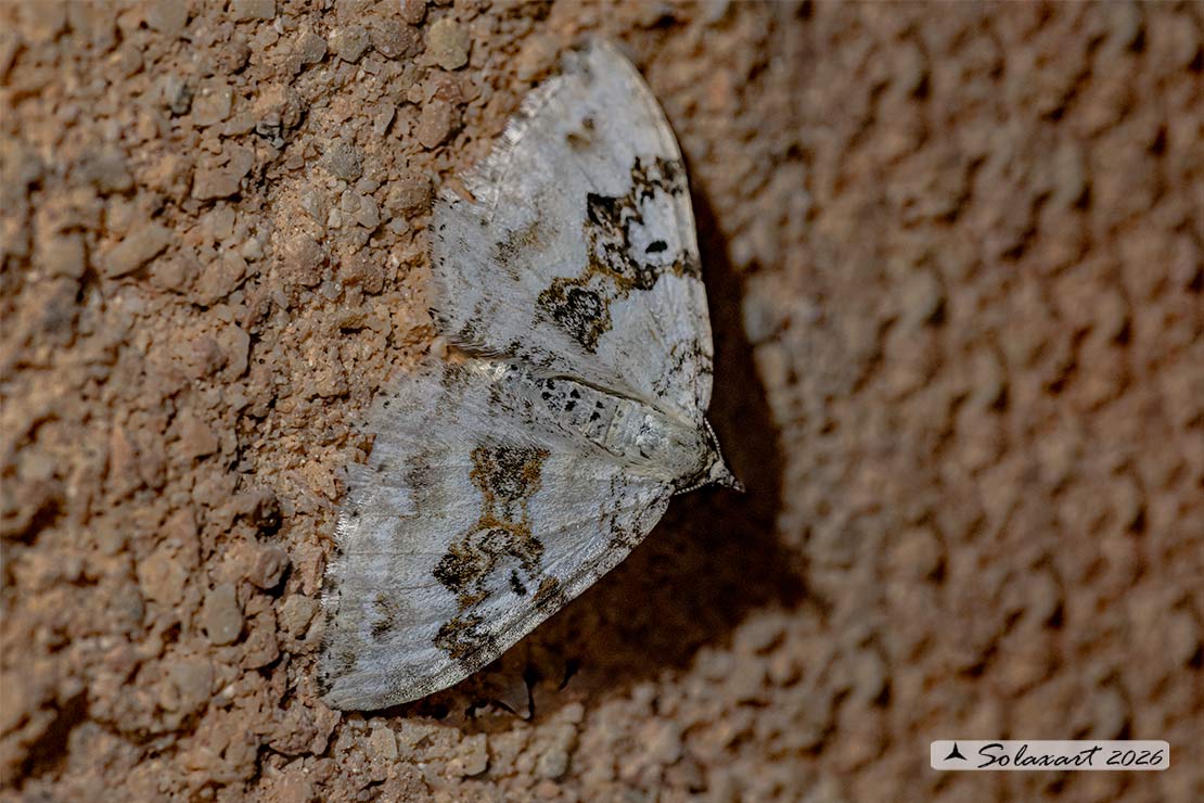 Xanthorhoe montanata : Silver-ground carpet