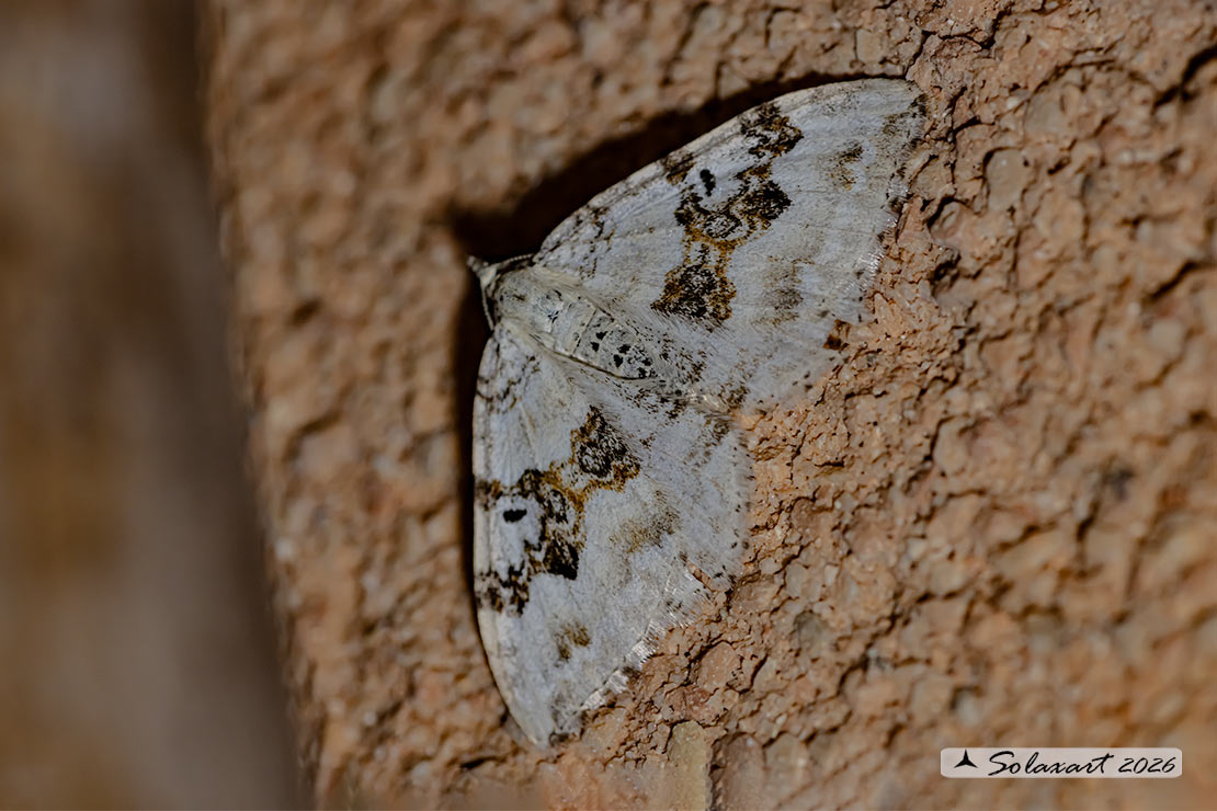 Xanthorhoe montanata : Silver-ground carpet