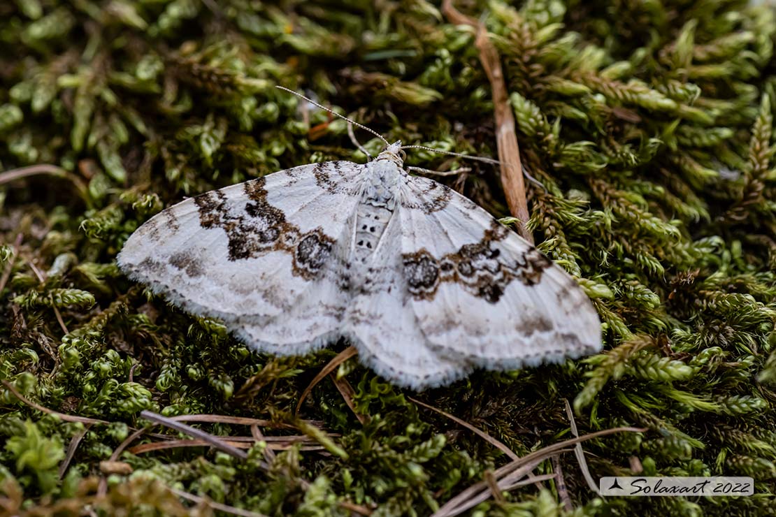 Xanthorhoe montanata :  Silver-ground carpet