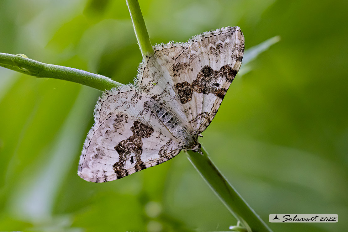 Xanthorhoe montanata :  Silver-ground carpet