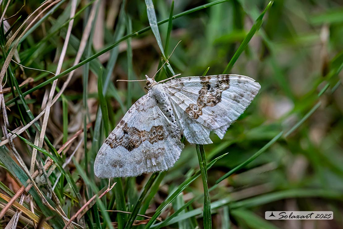 Xanthorhoe montanata :  Silver-ground carpet