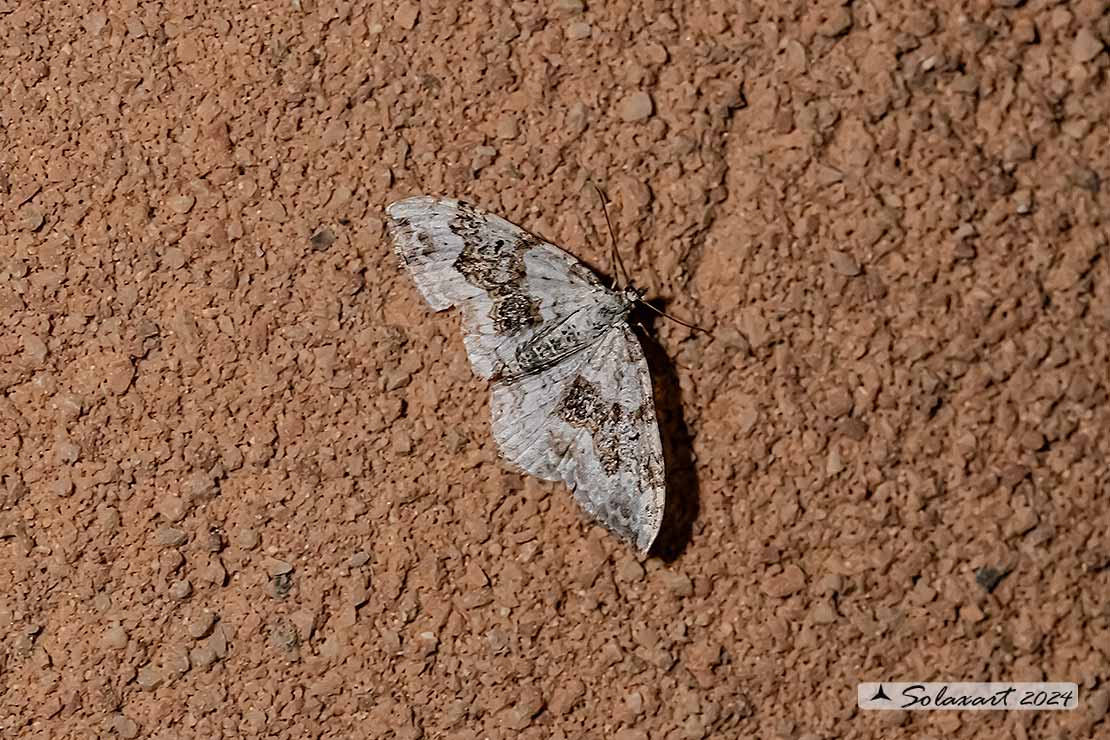 Xanthorhoe montanata :  Silver-ground carpet