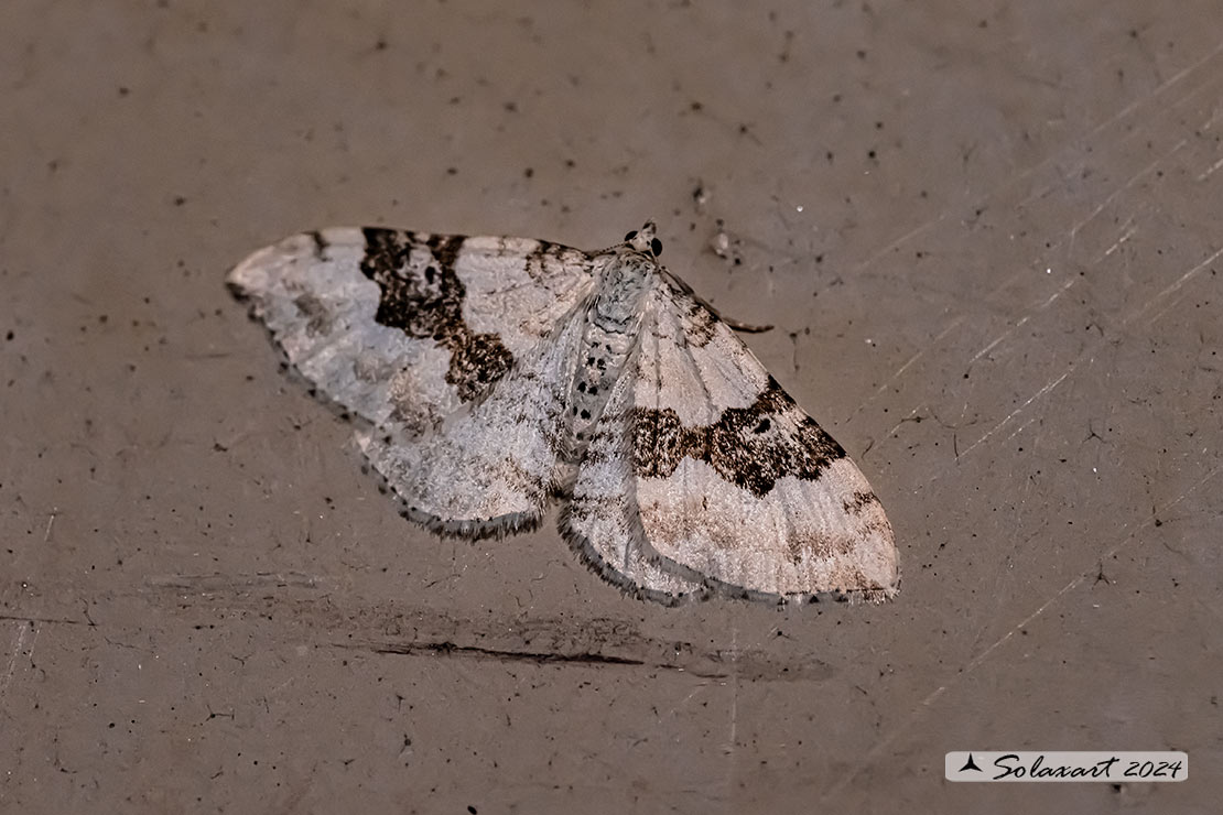 Xanthorhoe montanata :  Silver-ground carpet