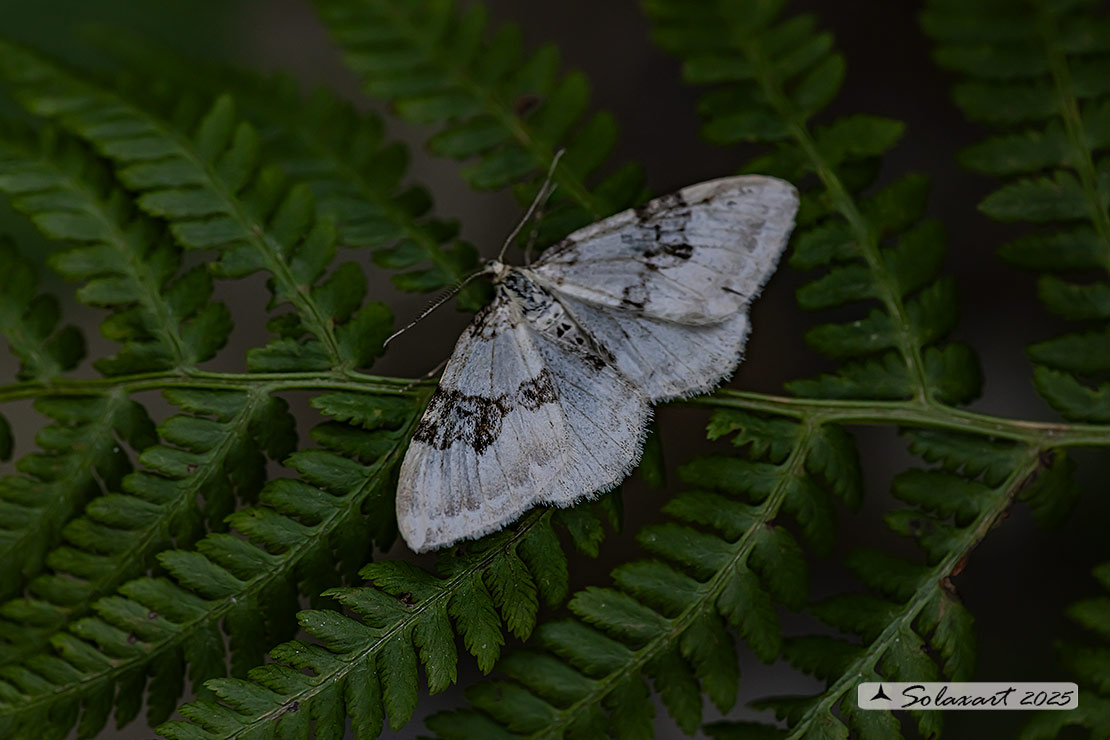 Xanthorhoe montanata :  Silver-ground carpet